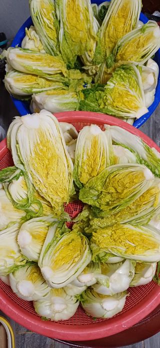 삼성농산님의 자유주제 · 자유게시판 작성글 사진