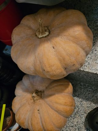 매실8441님의 자유주제 · 자유게시판 작성글 사진