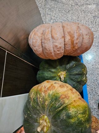 매실8441님의 자유주제 · 자유게시판 작성글 사진