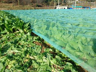 들깨16600님의 기타작물 · 영농일지 작성글 사진