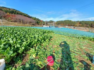 들깨16600님의 기타작물 · 영농일지 작성글 사진