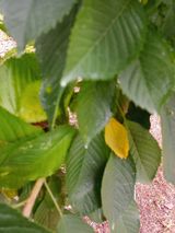 팜모닝 기타작물·병해충상담 게시글 이미지