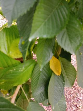 세상밖님의 기타작물 · 병해충상담 작성글 사진