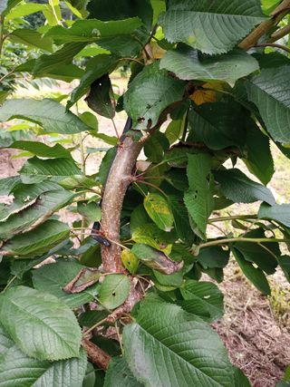 세상밖님의 기타작물 · 병해충상담 작성글 사진