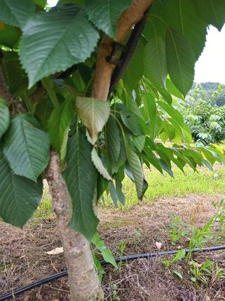 세상밖님의 기타작물 · 병해충상담 작성글 사진