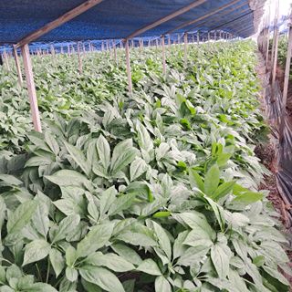 호동방인삼농장님의 작성글 사진