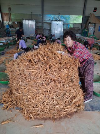 호동방인삼농장님의 작성글 사진