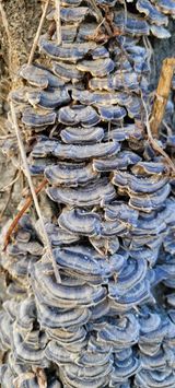 팜모닝 농사, 무엇이든 물어보세요!·참여글 게시글 이미지