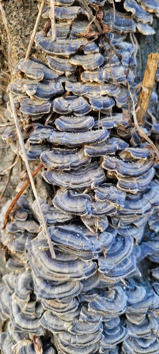 니나노님의 농사, 무엇이든 물어보세요! · 참여글 작성글 사진