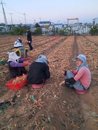 호동방인삼농장님의 기타작물 · 영농일지 작성글 사진