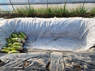 아침못자연농원님의 자유주제 · 자유게시판 작성글 사진