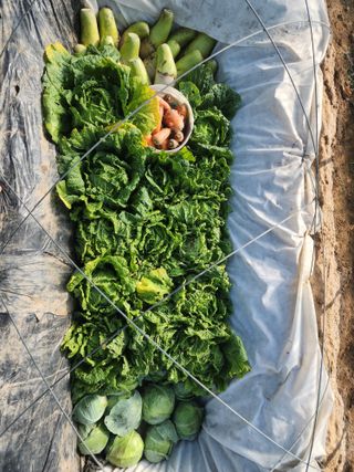 아침못자연농원님의 자유주제 · 자유게시판 작성글 사진