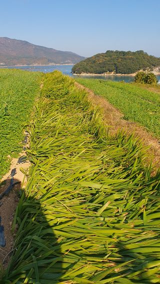 송죽암님의 기타작물 · 영농일지 작성글 사진