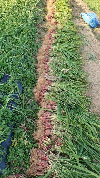 송죽암님의 기타작물 · 영농일지 작성글 사진