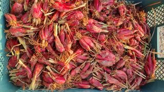 송죽암님의 기타작물 · 영농일지 작성글 사진