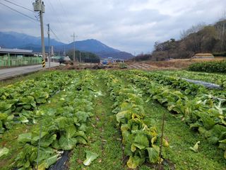 독고다이님의 12월 작물 자랑하기 · 참여글 작성글 사진