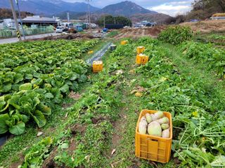 독고다이님의 12월 작물 자랑하기 · 참여글 작성글 사진
