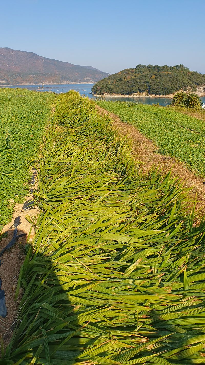 장터 상품 [마운틴양파(바왕다약)] 썸네일