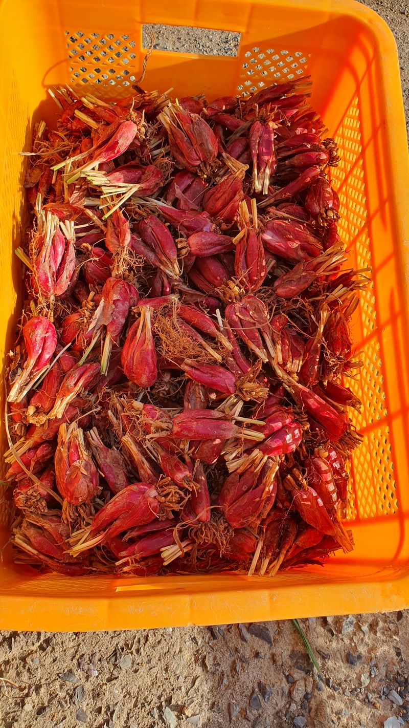 송죽암님의 장터 판매 상품 [마운틴양파(바왕다약)] 첨부 사진