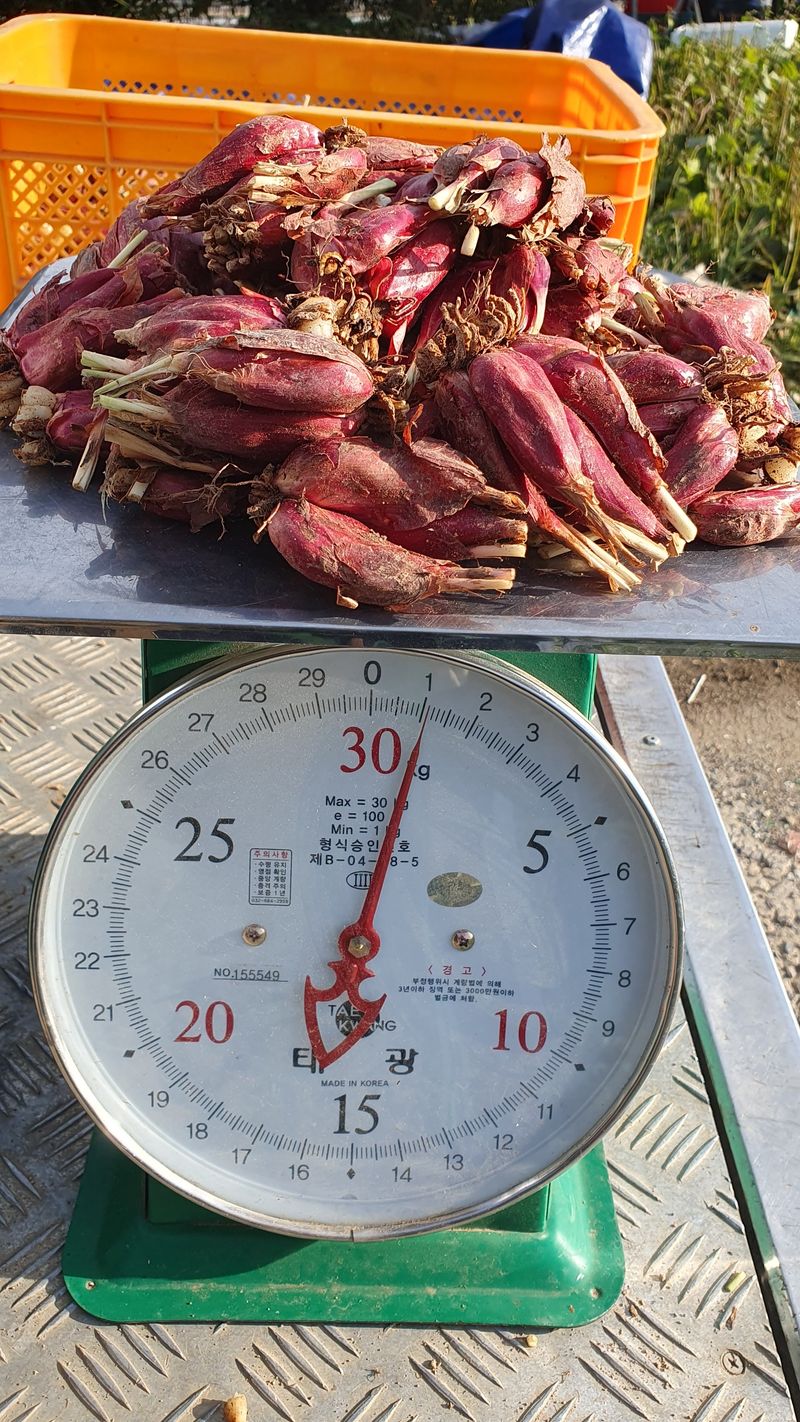 송죽암님의 장터 판매 상품 [마운틴양파(바왕다약)] 첨부 사진