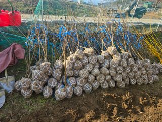 일심묘목농원님의 자유주제 · 자유게시판 작성글 사진