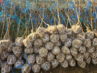 일심묘목농원님의 자유주제 · 자유게시판 작성글 사진