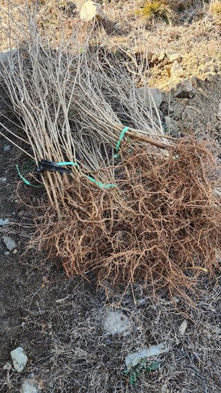 서성환님의 기타작물 · 영농일지 작성글 사진