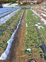 팜모닝 자유주제·자유게시판 게시글 이미지