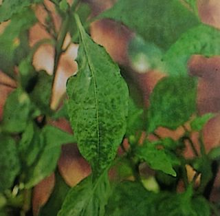 대산농사대장님의 고추 · 일상 작성글 사진