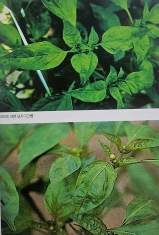 대산농사대장님의 고추 · 일상 작성글 사진