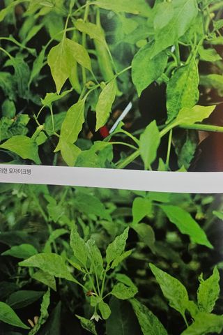 대산농사대장님의 고추 · 일상 작성글 사진