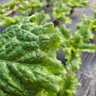 프롬밭님의 상추 · 병해충상담 작성글 사진