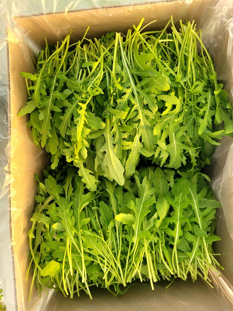 권미화님의 장터 판매 상품 [와일드루꼴라2kg] 첨부 사진