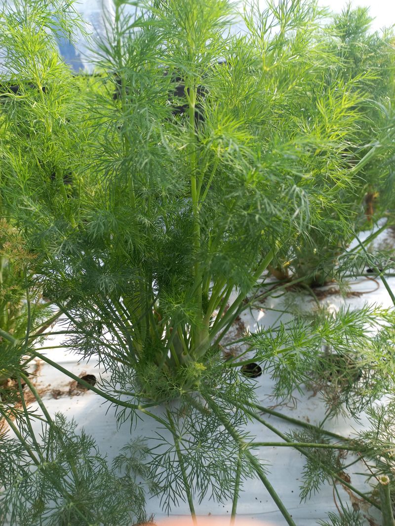 장터 상품 [허브딜1kg] 썸네일