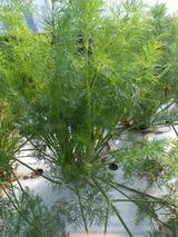 팜모닝 · 게시글 이미지