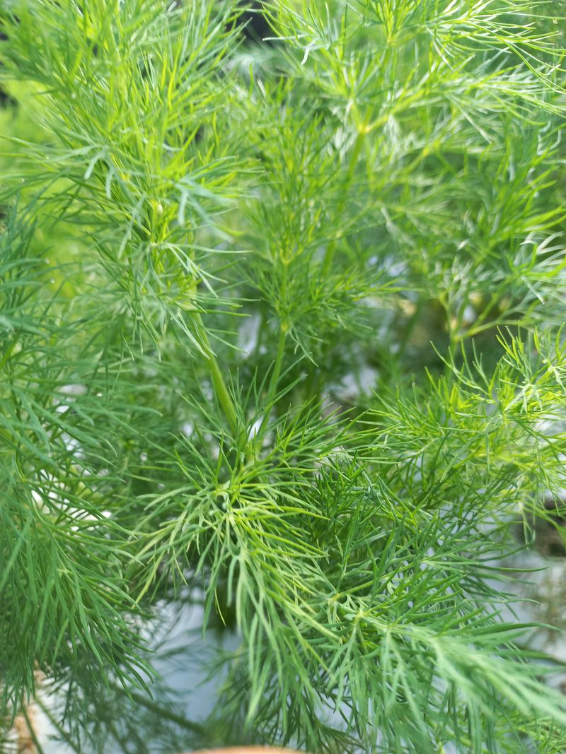 권미화님의 장터 판매 상품 [허브딜1kg] 첨부 사진