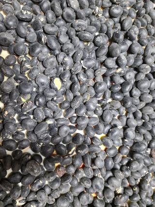 NEO 투스타팀 : 김 진여님의 콩 · 영농일지 작성글 사진