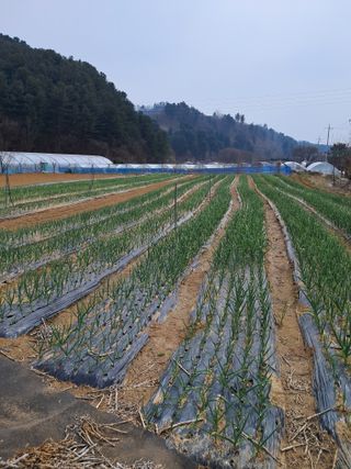 농부의약속님의 공짜로 가질 수 있다면 나의 선택은? · 참여글 작성글 사진