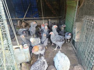 최갑수 님의 자유주제 · 자유게시판 작성글 사진