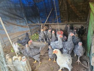 최갑수 님의 자유주제 · 자유게시판 작성글 사진