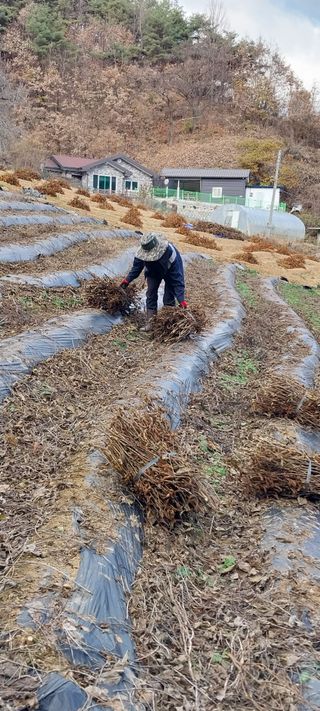 이일철 (조이산골)님의 공짜로 가질 수 있다면 나의 선택은? · 참여글 작성글 사진