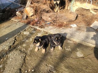 왕눈이농사꾼님의 자유주제 · 자유게시판 작성글 사진