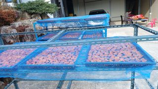 이순기님의 12월 작물 자랑하기 · 참여글 작성글 사진