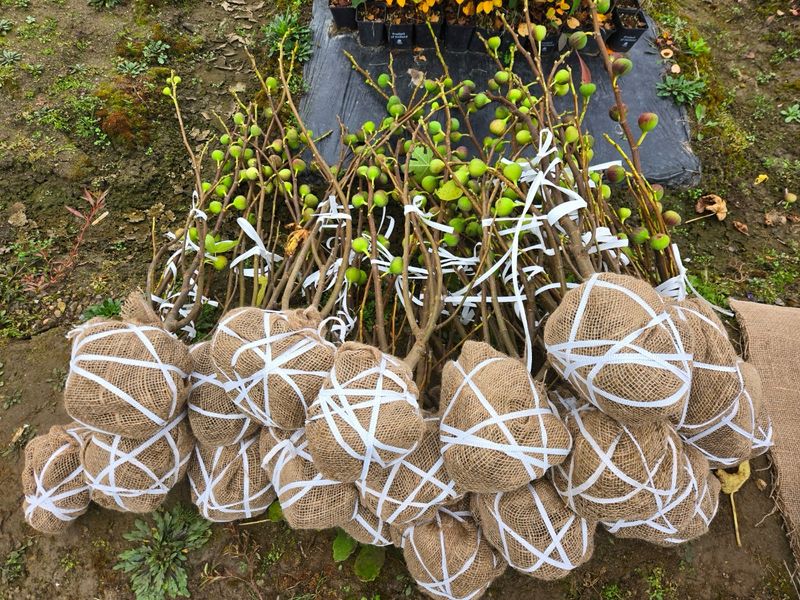 일심묘목농원님의 장터 판매 상품 [청무화과(바나네) 3년생 결실주 분묘] 첨부 사진