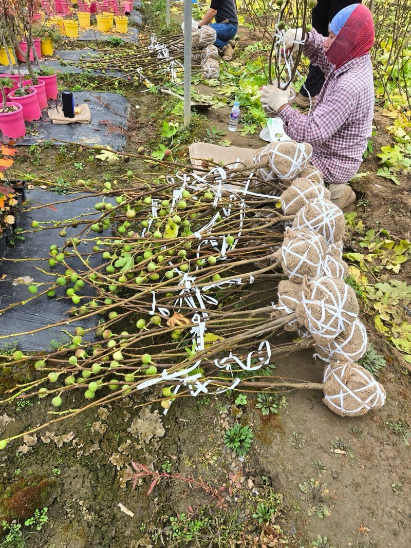 일심묘목농원님의 장터 판매 상품 [홍무화과(승정도후인) 3년생 결실주 분묘] 첨부 사진