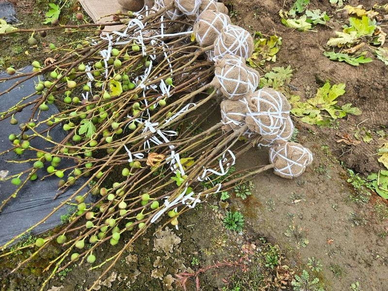 일심묘목농원님의 장터 판매 상품 [홍무화과(승정도후인) 3년생 결실주 분묘] 첨부 사진