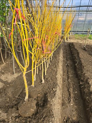 일심묘목농원님의 자유주제 · 자유게시판 작성글 사진