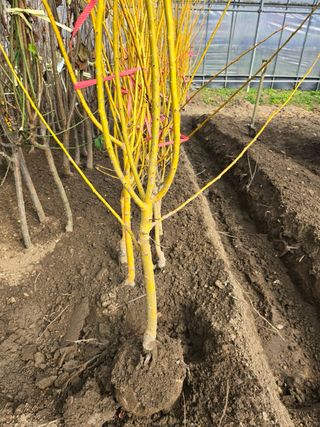 일심묘목농원님의 자유주제 · 자유게시판 작성글 사진