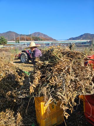 햇사레복숭아님의 자유주제 · 자유게시판 작성글 사진