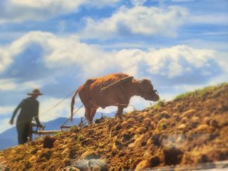 오학봉(멀티팜)님의 공짜로 가질 수 있다면 나의 선택은? · 참여글 작성글 사진